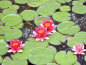 Preview: Zwerg-Seerose Rot